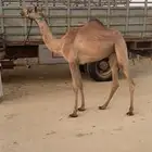 للبيع لقية شكل وسلالة وجاهزه للمناخ ( هجن )