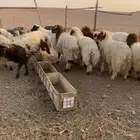 للبيع طليان نعيم