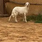 مشروع فحل اصفر ابرص 3 شهور ( تم البيع )