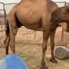 قعود اصفر عبداني سنه حق
