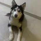 كلب هاسكي اليف ويسمع الكلام وذكي