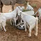 معزا