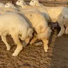 رخال صنف مقاني طيبة