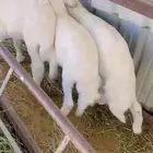 بهم تربيه ونظيف