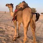 رحول رباع لقحه. وعلى جميع الشروط. رحول ابل