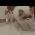 قطط للتبني