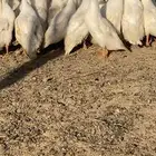 بط بكيني للبيع
