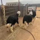 خرفان