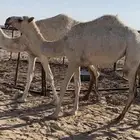 بكره عمرها حقه