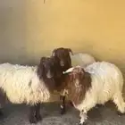 للبيع خروفين ورخله الموقع رفحاء