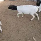 طلي