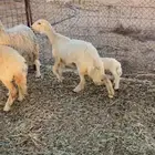 رخل تحتها رخل روم سلم ديس طيبه توه مكسره