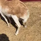 رفيدي جذع سمين