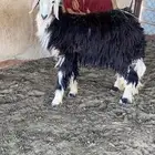 جذعه مضرع وعدالها وسط