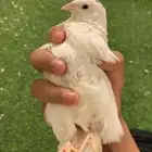 سمان او فري بيع مستعجل