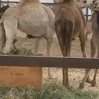 بكار لحم طيبات