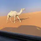 ضروبه