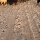البيع معزاء