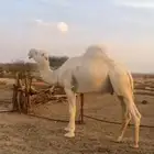 البيع بعير