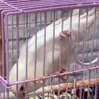 طير روز البينو