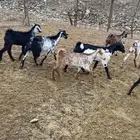 تيوس وجفار للبيع