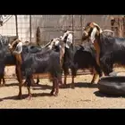 مطلوب معزاء حو