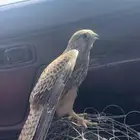 بواشق للبيع