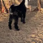 جفره عارضيه مقنوي