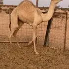 قعود