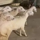 تأسيس مراح فواخر جروم مراح واحد كاها جذعان العمر من 5 شهور