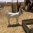 للبيع جفره