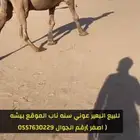 بعير اصفر عوني مشروط