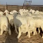 طليام حري مربا