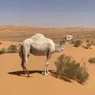 للبيع خلفه