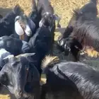 تيوس للبيع اربع