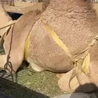 قعود بلدي للبيع