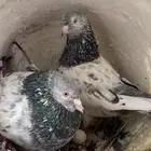 حمام باكستاني