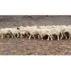 للبيع غنم حريات مراح واحد العدد60 فيها دفيع وفيها مضاريع