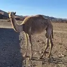 بكره