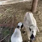 نعجه