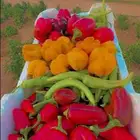 بيتنجان وفلفل رومي