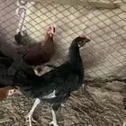 3ديكه للبيع15