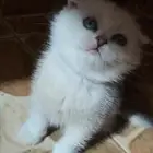 للبيع سكوتش ns11