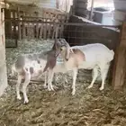 شياة برابر طيبة