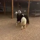 نجديه