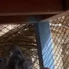 حمام بري وقمري ابو طوق