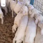 تم البيع اضغط متابعه يصلك كل جديد نعرضه
