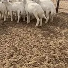 للبيع طليان فل شحم وشعره واطراف ونظيف بري