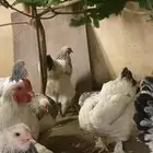 دجاج براهما