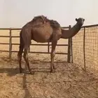 قعود اصفر